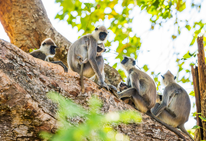 Udawalawe is one of Sri Lanka's top national parks for animal viewing and nature photography adventures