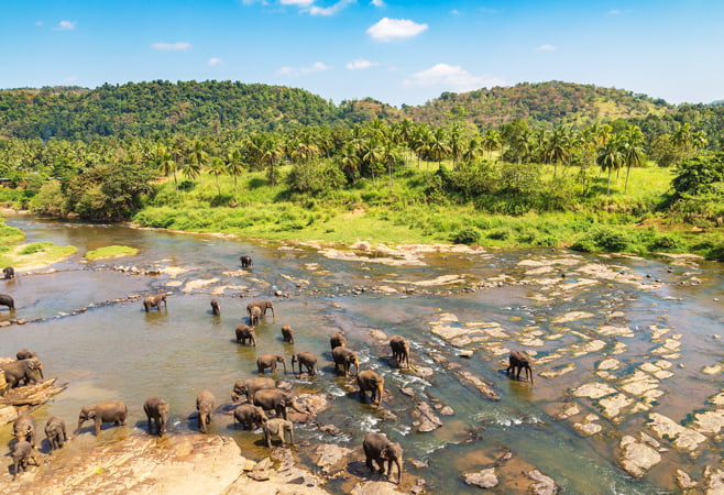 A large herd of elephants gathered at the Minneriya Tank