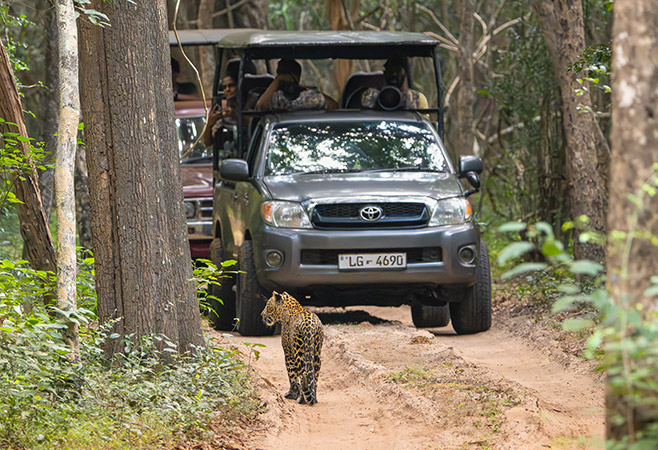 Animals roaming freely in National Park — a highlight for wildlife lovers visiting Sri Lanka.