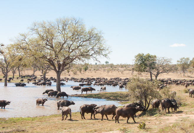 In Kumana National Park, nature remains truly wild