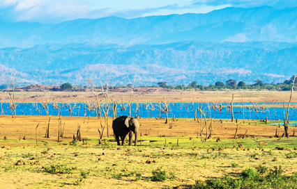 Udawalawe National Park Guide: Safari, Elephants & Travel Tips