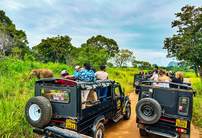 Safari jeeps are driving through Minneriya’s lush forest tracks in search of wildlife