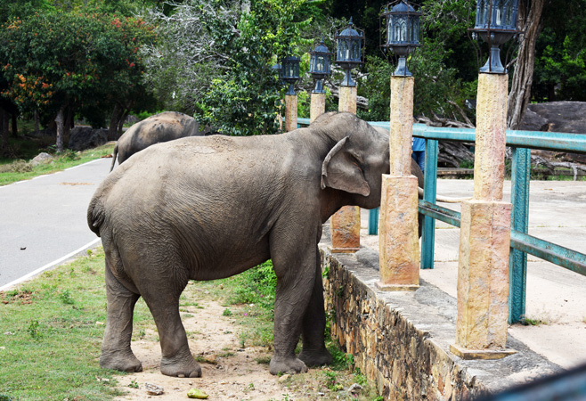 Visit Hambantota suit both nature lovers and families