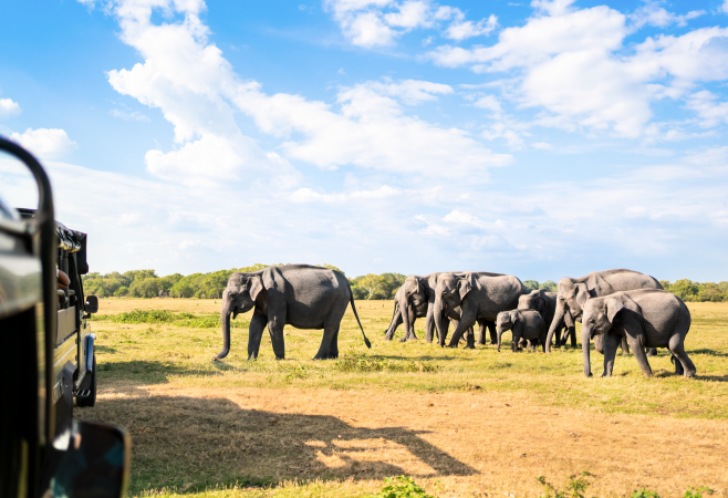 A peaceful safari drive through the untouched landscapes of Kumana National Park