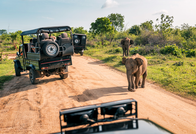 Safari jeep observing a family of elephants at close range that allow visitors to experience Udawalawe's wildlife.