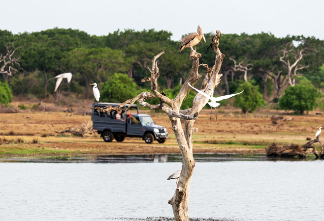 The best things to do in Hambantota offer a mix of adventure, culture, and coastal beauty