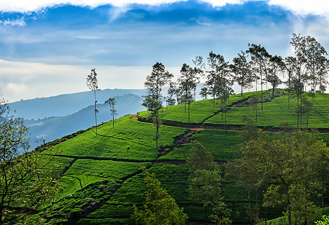 The lush tea plantations — a must-visit destination on a 3-week Sri Lanka itinerary