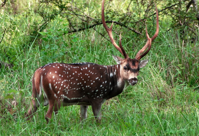 White tailed deer fawns in the forest of Minneriya National Park