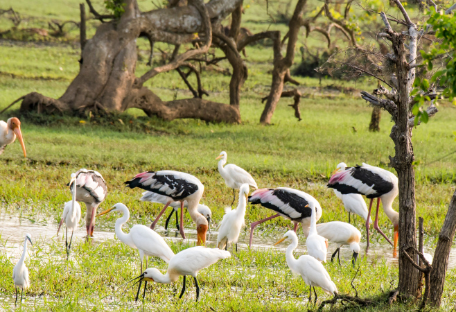Migratory birds gathering around Kumana’s quiet lagoons