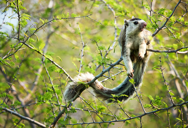 Sri Lankan wildlife unique moments 
