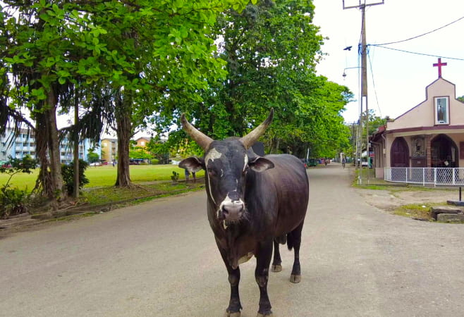 Peaceful village road in Moratuwa, Colombo