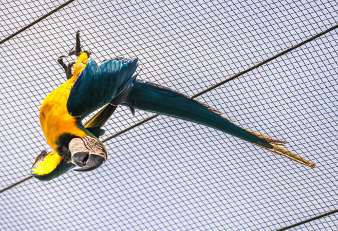 The aviary at Dehiwala Zoo is a paradise for feathered friends from around the world