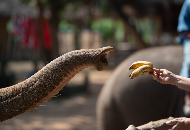 Dehiwala Zoo brings you up close with the friendly animals