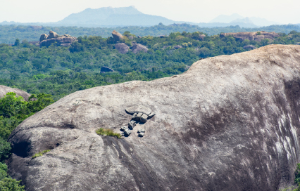 Kumana National Park in Sri Lanka: A Complete Traveler’s Guide