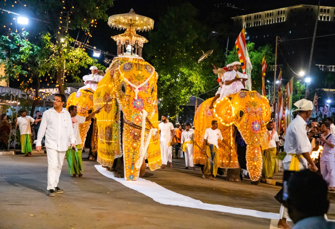 The elephants in the Kandy Esala Perahera carry the Sacred Tooth Relic and participate in the grand procession.