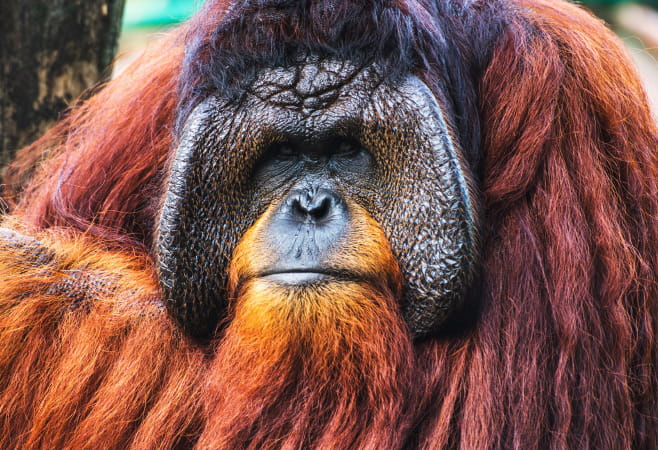 Discover the beauty of wildlife at Dehiwala Zoo