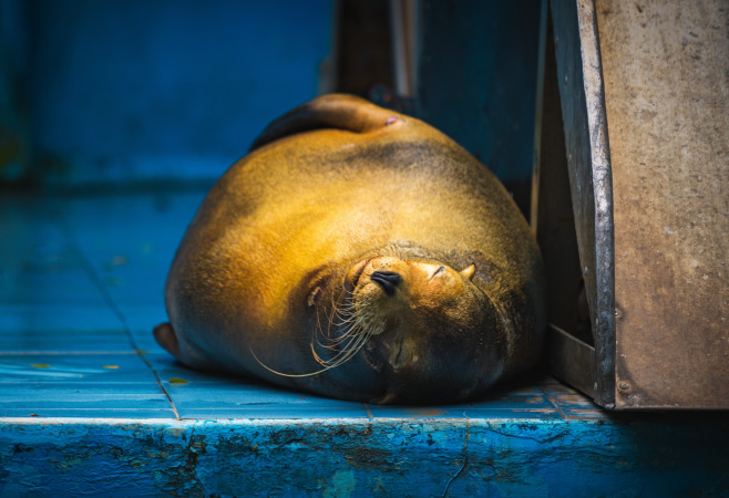Dehiwala Zoo is the place to experience diverse wildlife in the heart of Colombo