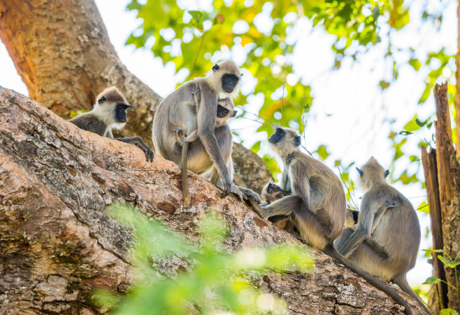 Exploring Sri Lanka’s wild side