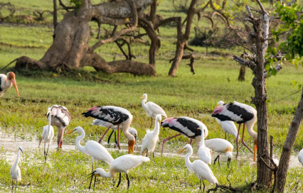 Sri Lanka Wildlife Guide: National Parks, Safari Experiences & Best Times to Visit