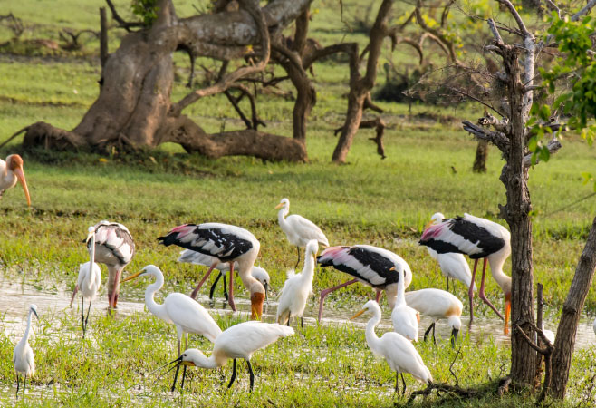 Birdwatching experience