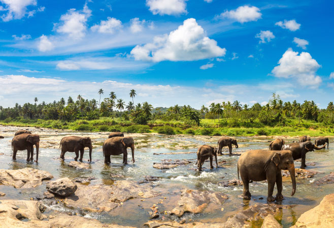 Wild elephants in Sri Lanka