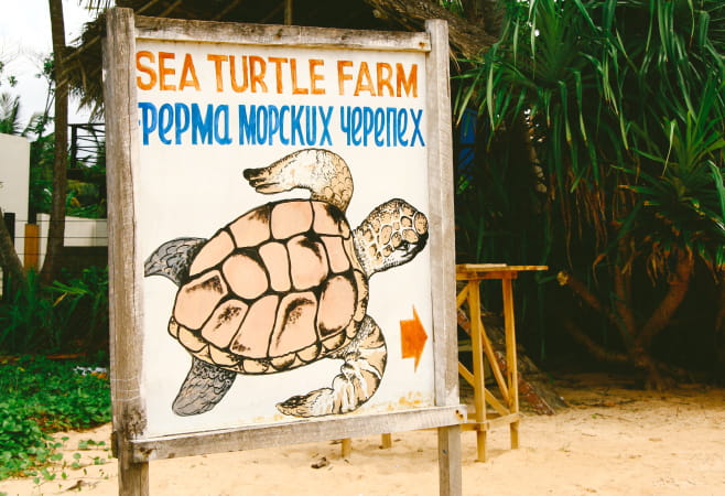 Visit sea turtle farm in Thalpe beach