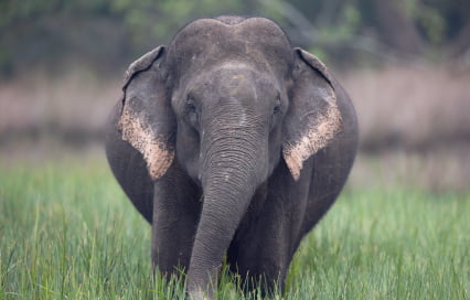 Wilpattu National Park Guide: Everything You Need to Know